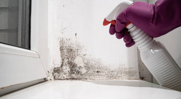 Best Water damage restoration insurance claims  in USA